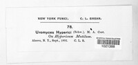 Uromyces hyperici image
